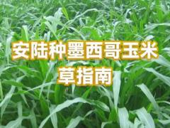 饲草种子区域代理招商