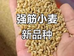 稻麦原粮品质分级与收储对接