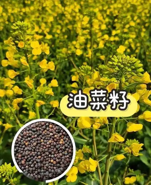 高油酸油菜种子