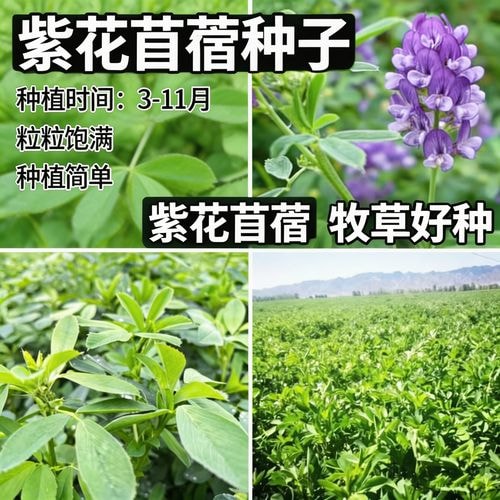 紫花苜蓿优质种