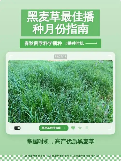 黑麦草冬春播种