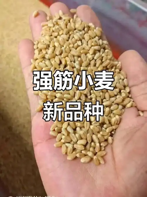 强筋优质小麦原粮