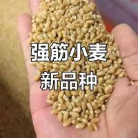 强筋优质小麦原粮