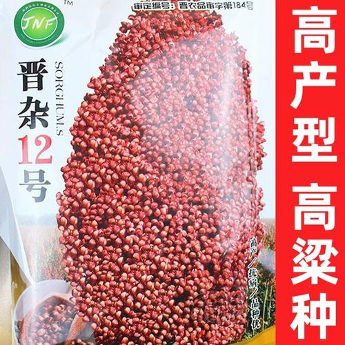 高梁酿酒专用种