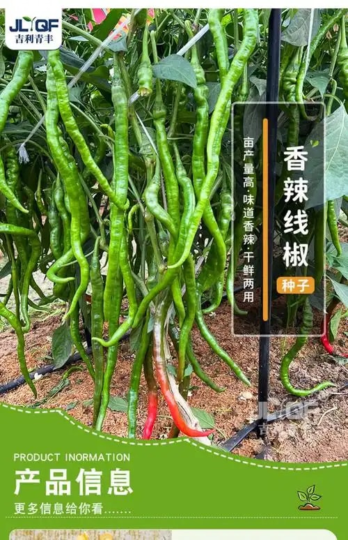 辣椒线椒专用种