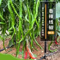 辣椒线椒专用种