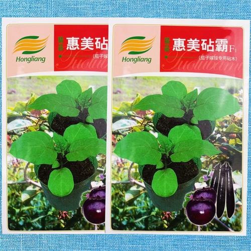 茄子嫁接砧木种