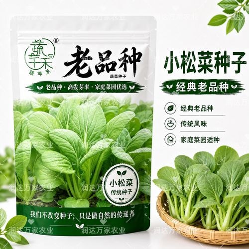 四季小松菜种子