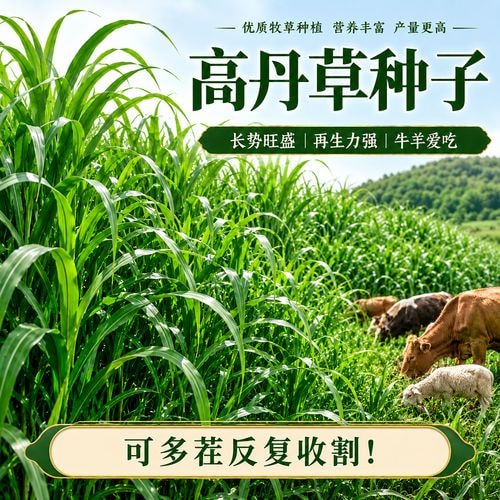 苏丹草高产牧草种