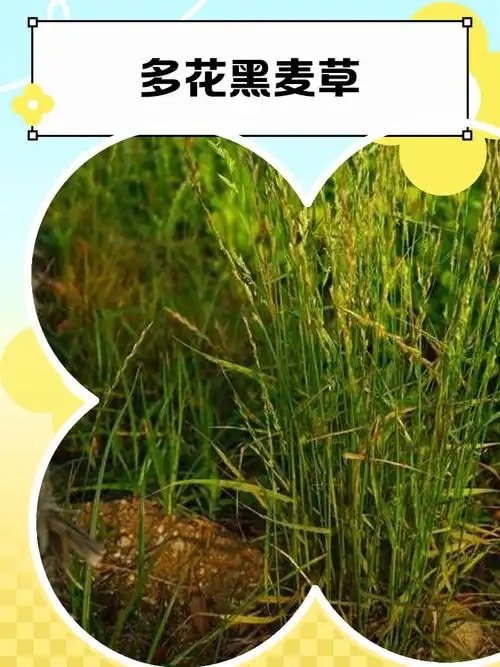 多花黑麦草草种