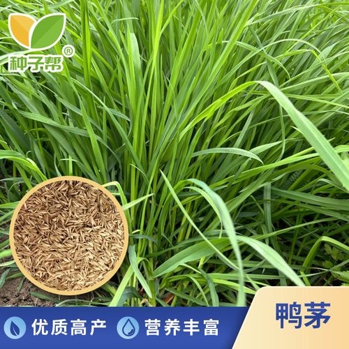 鸭茅混播牧草种