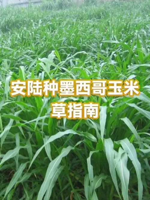 墨西哥玉米草种