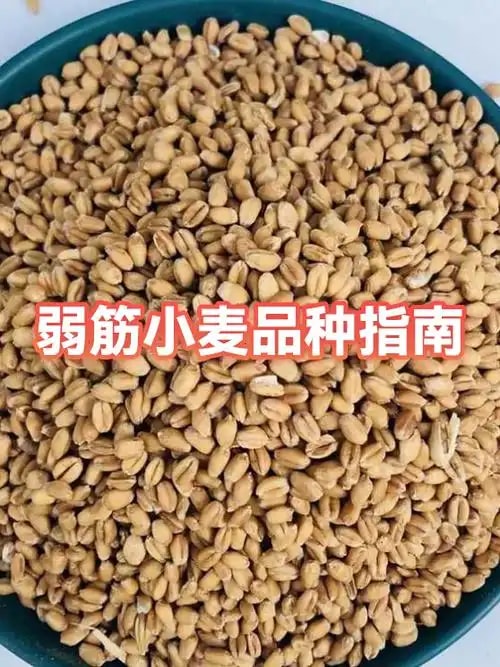 弱筋专用小麦原粮