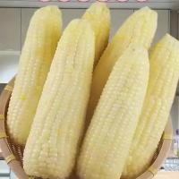 糯玉米籽粒原粮